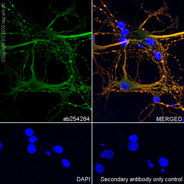 Immunocytochemistry/ Immunofluorescence - Anti-MAP2 antibody [EPR22641-16] - BSA and Azide free (AB256512)