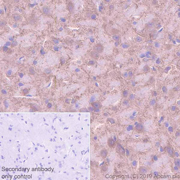 Immunohistochemistry (Formalin/PFA-fixed paraffin-embedded sections) - Anti-MAP2 antibody [EPR22641-16] - BSA and Azide free (AB256512)