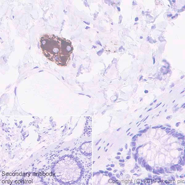 Immunohistochemistry (Formalin/PFA-fixed paraffin-embedded sections) - Anti-MAP2 antibody [EPR22641-16] - BSA and Azide free (AB256512)