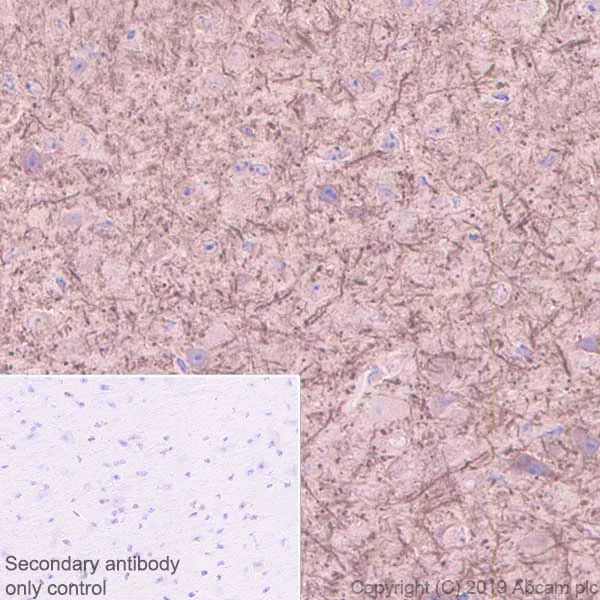 Immunohistochemistry (Formalin/PFA-fixed paraffin-embedded sections) - Anti-MAP2 antibody [EPR22641-16] - BSA and Azide free (AB256512)