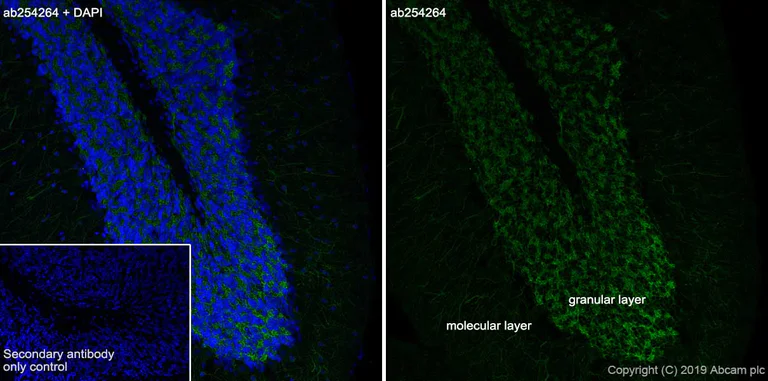 Immunohistochemistry (Frozen sections) - Anti-MAP2 antibody [EPR22641-16] - BSA and Azide free (AB256512)