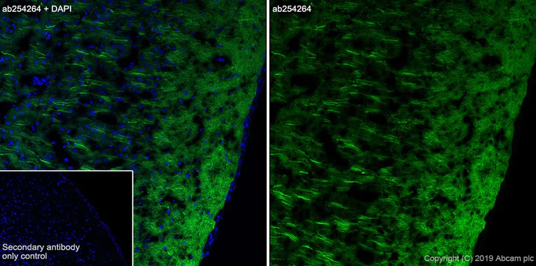 Immunohistochemistry (Frozen sections) - Anti-MAP2 antibody [EPR22641-16] - BSA and Azide free (AB256512)
