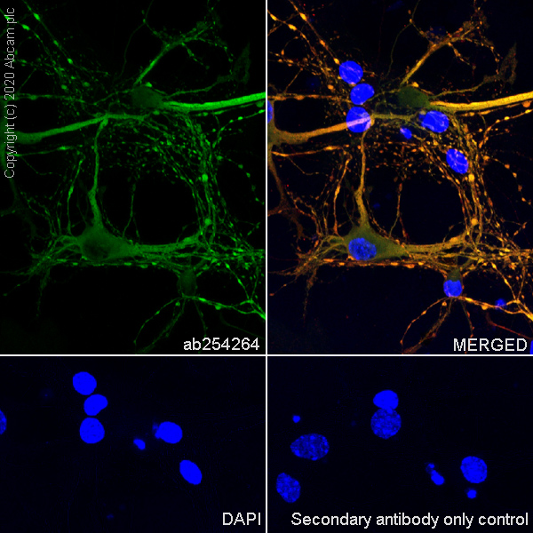 Immunocytochemistry/ Immunofluorescence - Anti-MAP2 antibody [EPR22641-16] (AB254264), expandable thumbnail