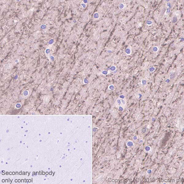 Immunohistochemistry (Formalin/PFA-fixed paraffin-embedded sections) - Anti-MAP2 antibody [EPR22641-16] (ab254264), expandable thumbnail