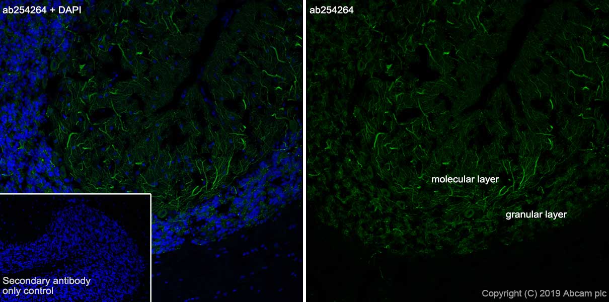 Immunohistochemistry (Frozen sections) - Anti-MAP2 antibody [EPR22641-16] (AB254264), expandable thumbnail