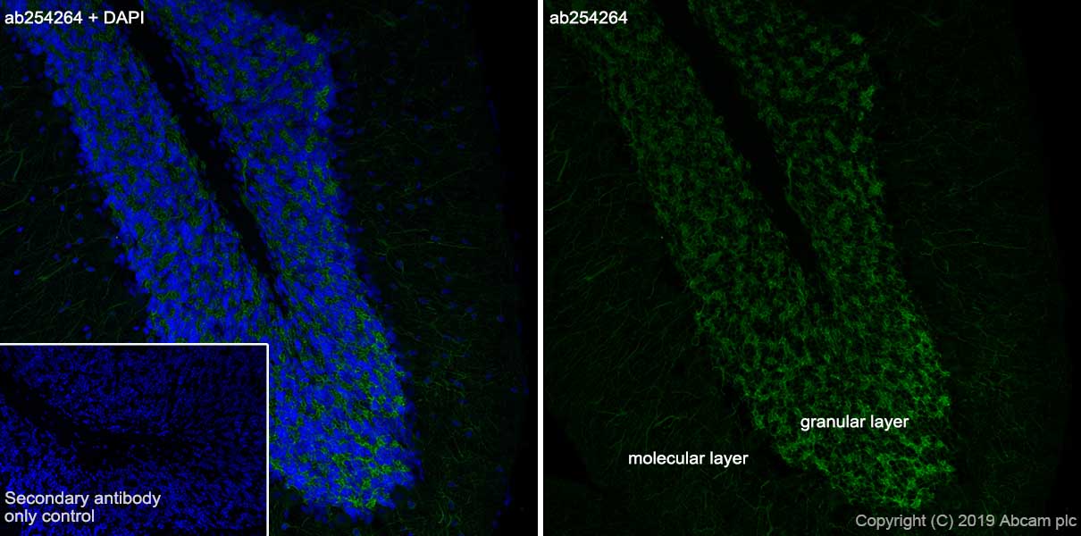 Immunohistochemistry (Frozen sections) - Anti-MAP2 antibody [EPR22641-16] (AB254264), expandable thumbnail