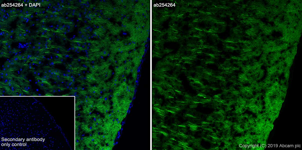 Immunohistochemistry (Frozen sections) - Anti-MAP2 antibody [EPR22641-16] (AB254264), expandable thumbnail