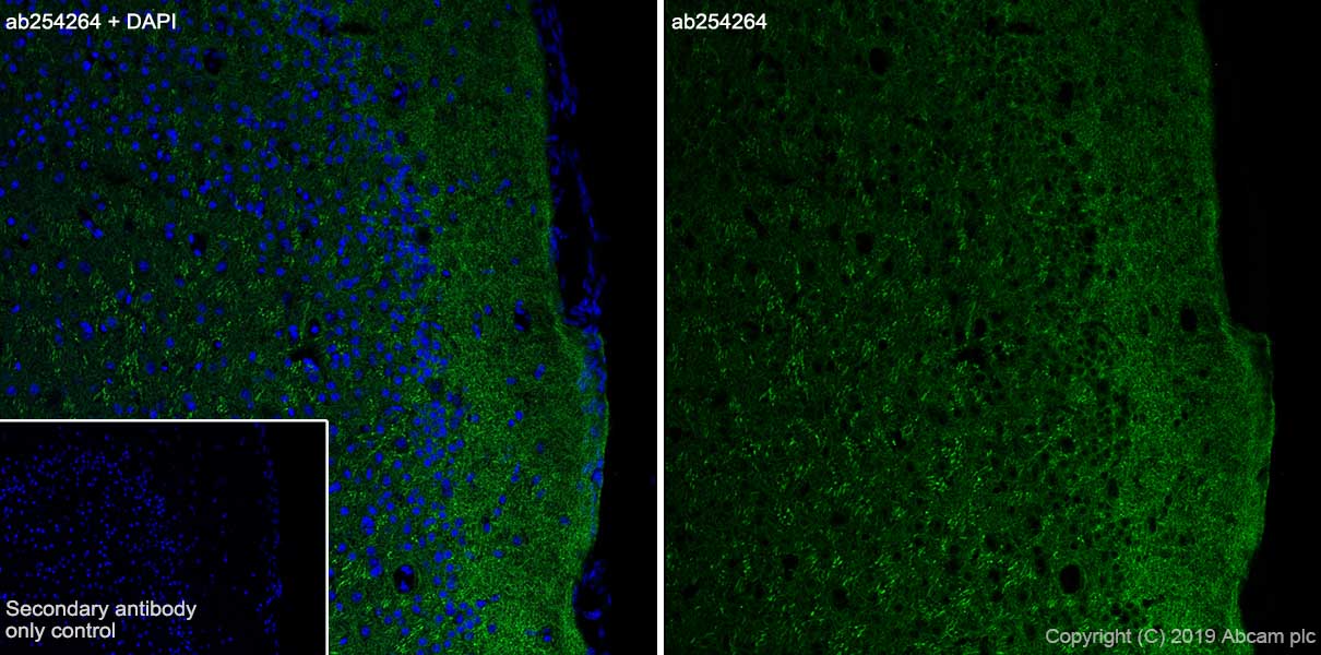 Immunohistochemistry (Frozen sections) - Anti-MAP2 antibody [EPR22641-16] (AB254264), expandable thumbnail
