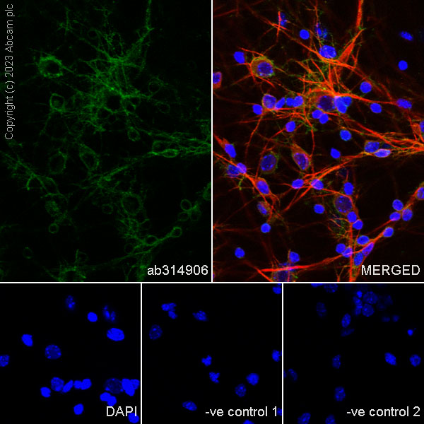 Immunocytochemistry/ Immunofluorescence - Anti-MAP2 antibody [HM-2] - Neuronal Marker (ab11267), expandable thumbnail