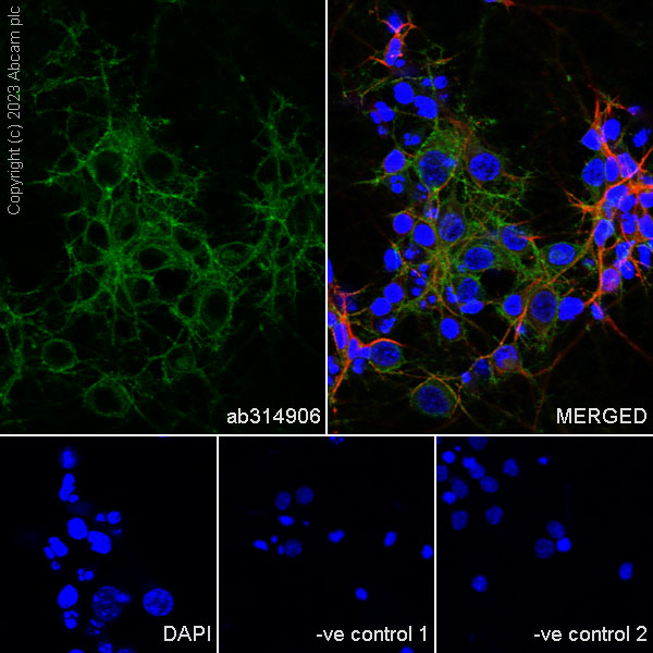 Immunocytochemistry/ Immunofluorescence - Anti-MAP2 antibody [HM-2] - Neuronal Marker (ab11267), expandable thumbnail