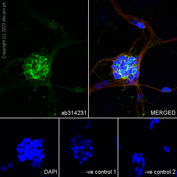 Immunocytochemistry/ Immunofluorescence - Anti-MAP2 antibody [HM-2] - Neuronal Marker (ab11267), expandable thumbnail