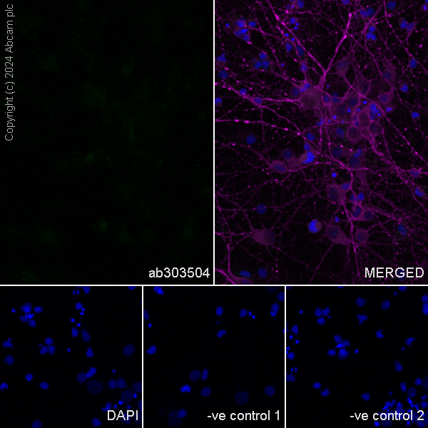 Immunocytochemistry/ Immunofluorescence - Anti-MAP2 antibody [HM-2] - Neuronal Marker (ab11267), expandable thumbnail