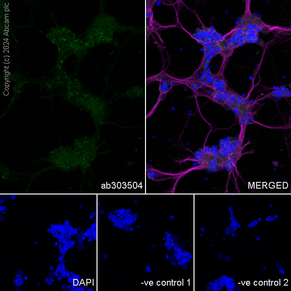 Immunocytochemistry/ Immunofluorescence - Anti-MAP2 antibody [HM-2] - Neuronal Marker (ab11267), expandable thumbnail