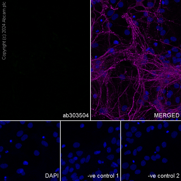Immunocytochemistry/ Immunofluorescence - Anti-MAP2 antibody [HM-2] - Neuronal Marker (ab11267), expandable thumbnail