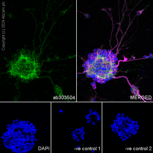 Immunocytochemistry/ Immunofluorescence - Anti-MAP2 antibody [HM-2] - Neuronal Marker (ab11267), expandable thumbnail