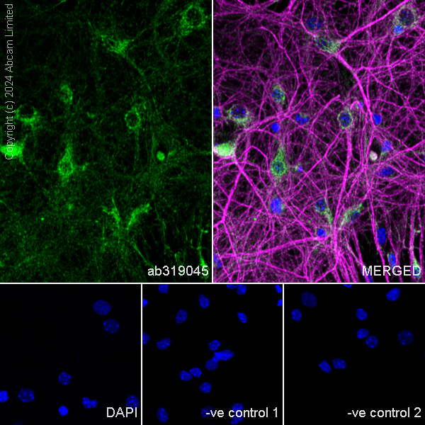 Immunocytochemistry/ Immunofluorescence - Anti-MAP2 antibody [HM-2] - Neuronal Marker (ab11267), expandable thumbnail