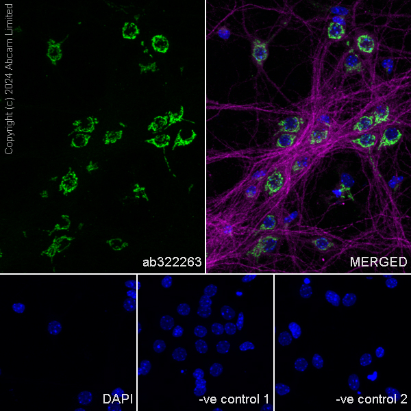 Immunocytochemistry/ Immunofluorescence - Anti-MAP2 antibody [HM-2] - Neuronal Marker (ab11267), expandable thumbnail