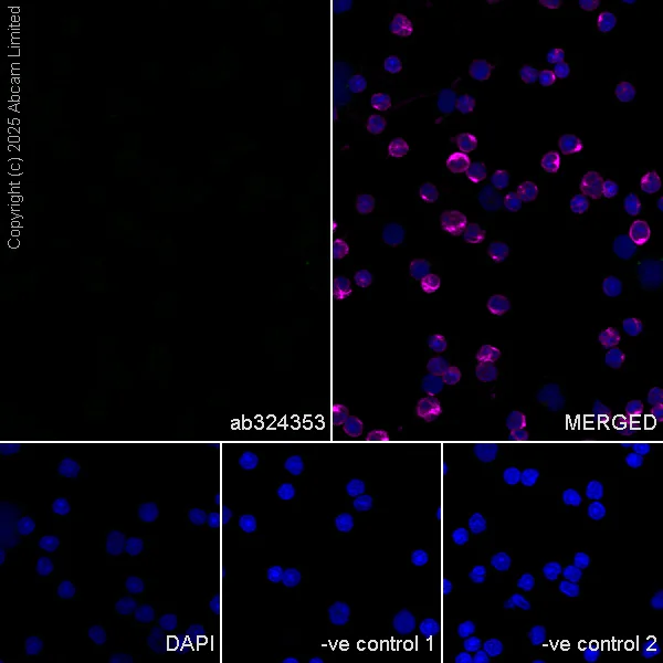 Immunocytochemistry/ Immunofluorescence - Anti-MAP2 antibody [HM-2] - Neuronal Marker (AB11267)
