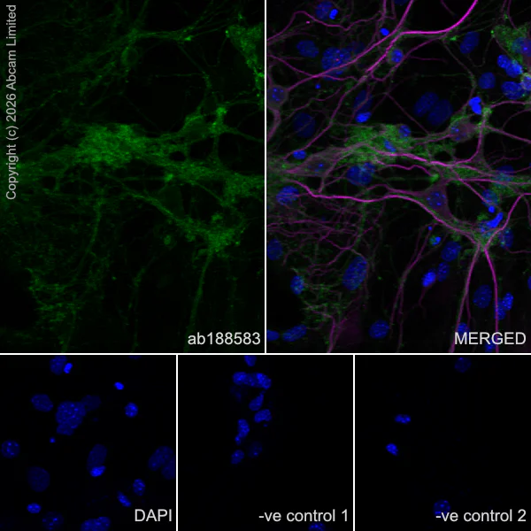 Immunocytochemistry/ Immunofluorescence - Anti-MAP2 antibody [HM-2] - Neuronal Marker (AB11267)