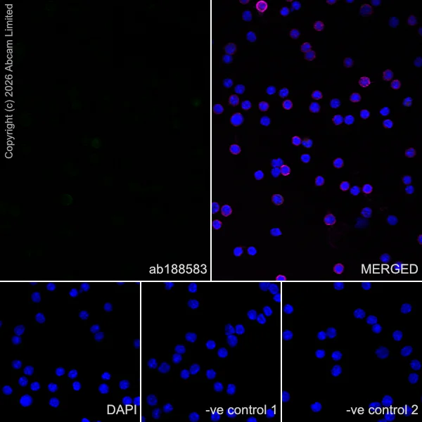 Immunocytochemistry/ Immunofluorescence - Anti-MAP2 antibody [HM-2] - Neuronal Marker (AB11267)