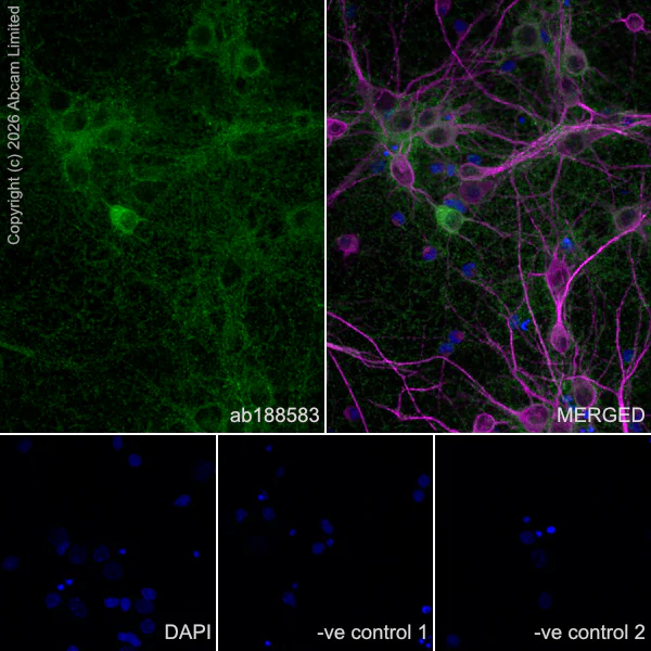 Immunocytochemistry/ Immunofluorescence - Anti-MAP2 antibody [HM-2] - Neuronal Marker (AB11267)