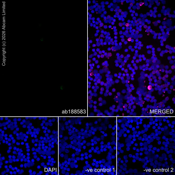 Immunocytochemistry/ Immunofluorescence - Anti-MAP2 antibody [HM-2] - Neuronal Marker (AB11267)