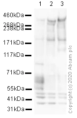 Western blot - Anti-MAP2 antibody - Neuronal Marker (AB32454)