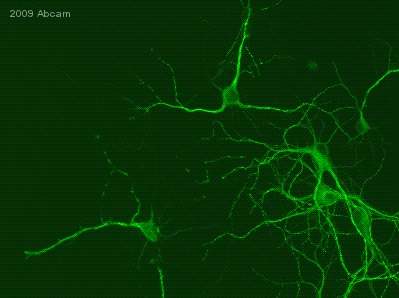 Immunocytochemistry/ Immunofluorescence - Anti-MAP2 antibody - Neuronal Marker (AB5392), expandable thumbnail
