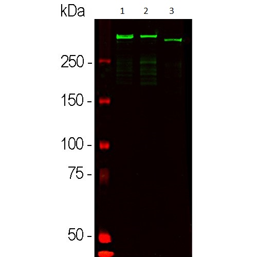 Western blot - Anti-MAP2 antibody - Neuronal Marker (AB5392), expandable thumbnail