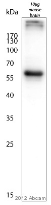 Western blot - Anti-MAP2 antibody - Neuronal Marker (ab5392), expandable thumbnail