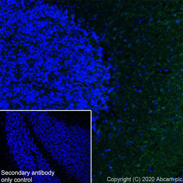 Immunohistochemistry (Frozen sections) - Anti-MAP2 antibody [RM1010] - BSA and Azide free (AB283865)