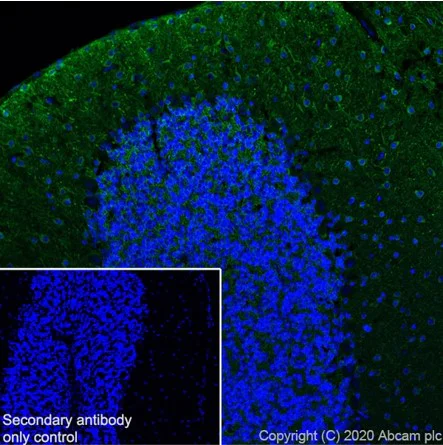 Immunohistochemistry (Frozen sections) - Anti-MAP2 antibody [RM1010] - BSA and Azide free (AB283865)