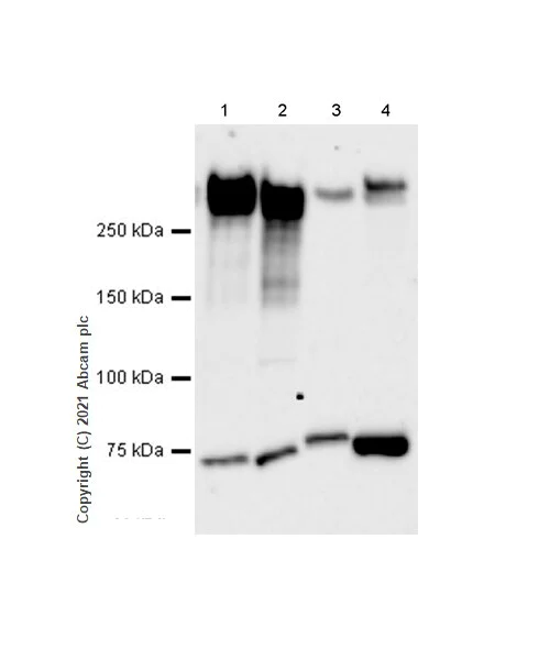 Western blot - Anti-MAP2 antibody [RM1010] - BSA and Azide free (AB283865)