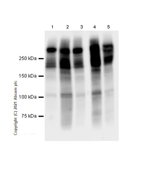 Western blot - Anti-MAP2 antibody [RM1010] - BSA and Azide free (AB283865)