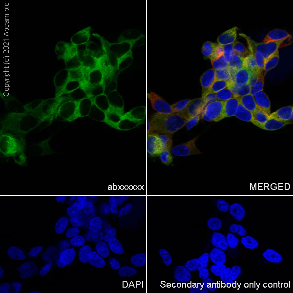 Immunocytochemistry/ Immunofluorescence - Anti-MAP2 antibody [RM1037] - BSA and Azide free (AB288577)