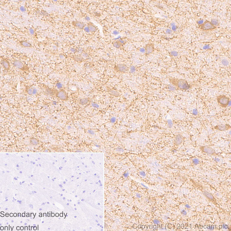 Immunohistochemistry (Formalin/PFA-fixed paraffin-embedded sections) - Anti-MAP2 antibody [RM1037] - BSA and Azide free (AB288577)