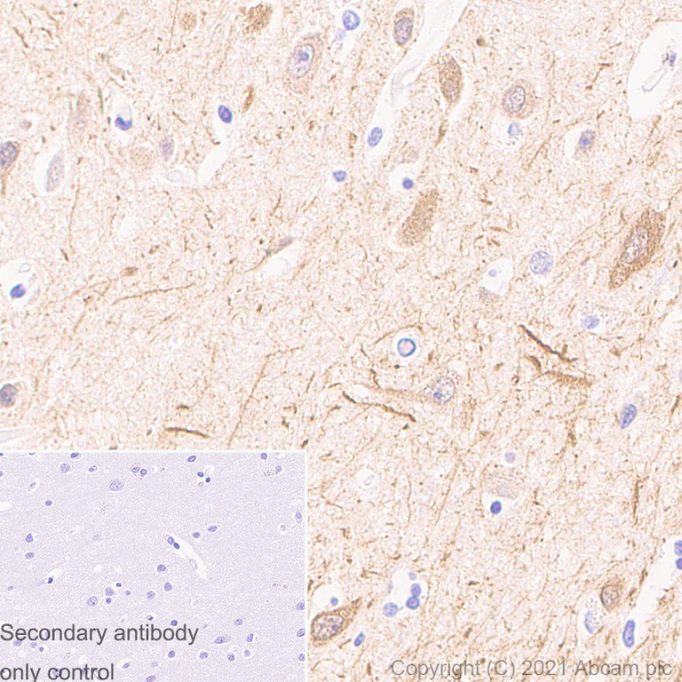 Immunohistochemistry (Formalin/PFA-fixed paraffin-embedded sections) - Anti-MAP2 antibody [RM1037] - BSA and Azide free (AB288577)