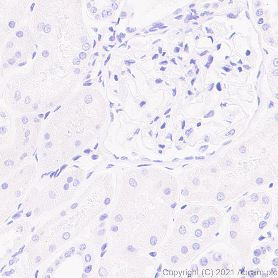 Immunohistochemistry (Formalin/PFA-fixed paraffin-embedded sections) - Anti-MAP2 antibody [RM1037] (AB288714), expandable thumbnail