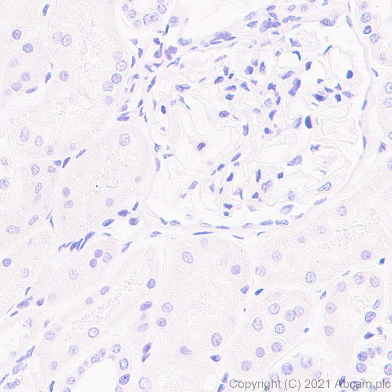 Immunohistochemistry (Formalin/PFA-fixed paraffin-embedded sections) - Anti-MAP2 antibody [RM1037] - Neuronal Marker (AB288714)
