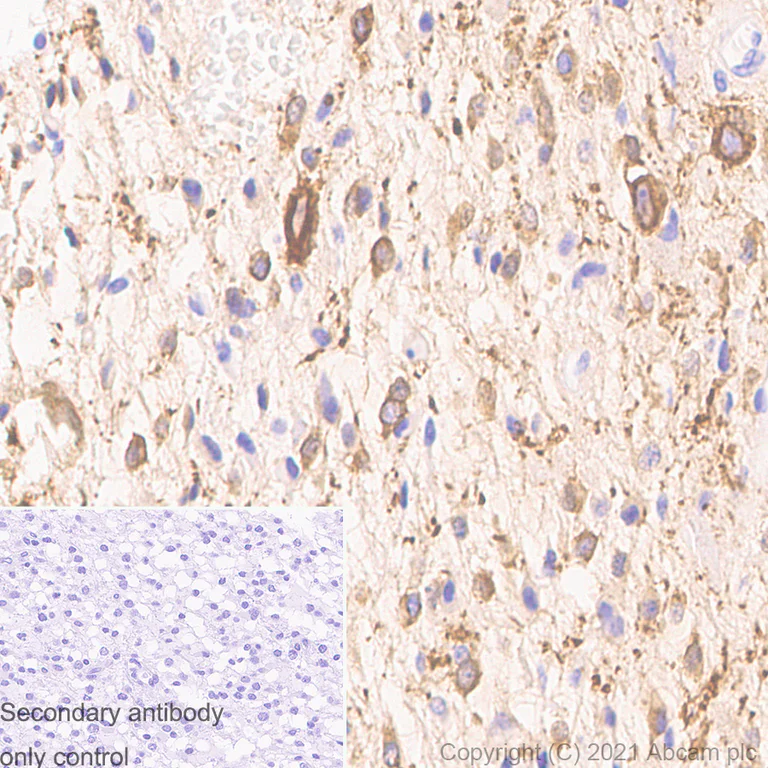 Immunohistochemistry (Formalin/PFA-fixed paraffin-embedded sections) - Anti-MAP2 antibody [RM1037] - Neuronal Marker (AB288714)