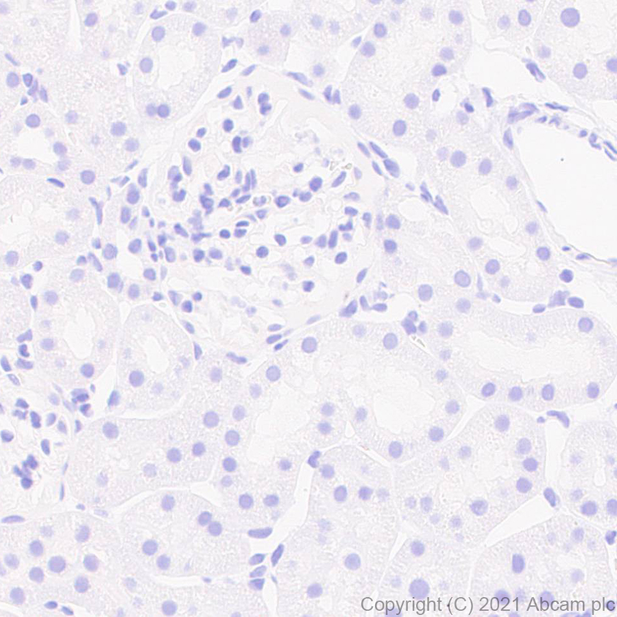 Immunohistochemistry (Formalin/PFA-fixed paraffin-embedded sections) - Anti-MAP2 antibody [RM1037] (ab288714), expandable thumbnail