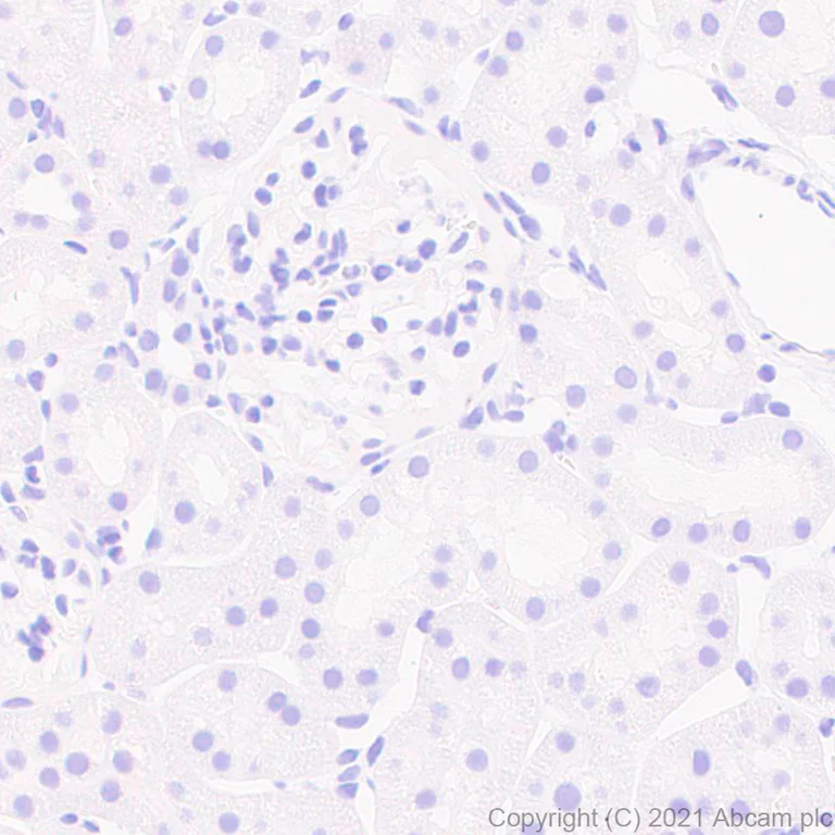 Immunohistochemistry (Formalin/PFA-fixed paraffin-embedded sections) - Anti-MAP2 antibody [RM1037] - Neuronal Marker (AB288714)