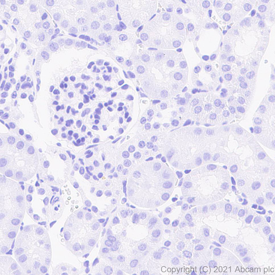 Immunohistochemistry (Formalin/PFA-fixed paraffin-embedded sections) - Anti-MAP2 antibody [RM1037] (ab288714), expandable thumbnail