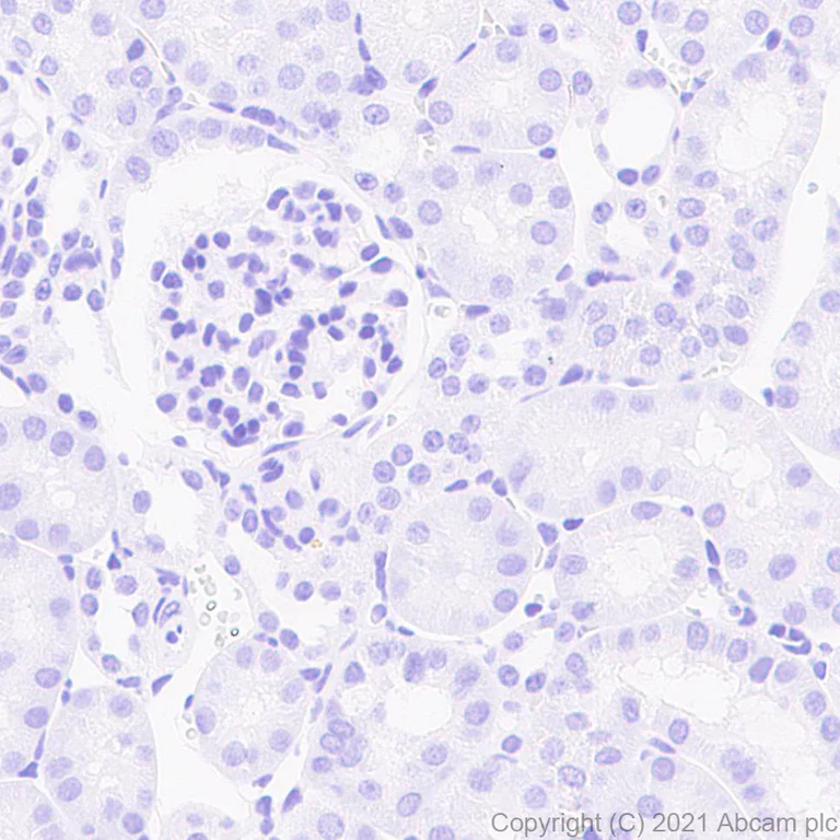 Immunohistochemistry (Formalin/PFA-fixed paraffin-embedded sections) - Anti-MAP2 antibody [RM1037] - Neuronal Marker (AB288714)