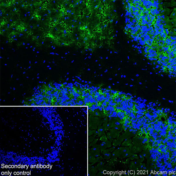 Immunohistochemistry (Frozen sections) - Anti-MAP2 antibody [RM1037] - Neuronal Marker (AB288714)