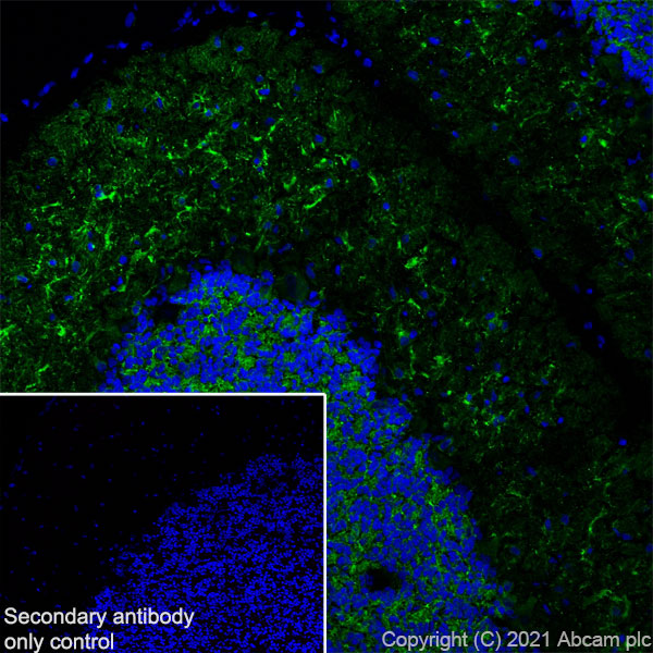Immunohistochemistry (Frozen sections) - Anti-MAP2 antibody [RM1037] (ab288714), expandable thumbnail