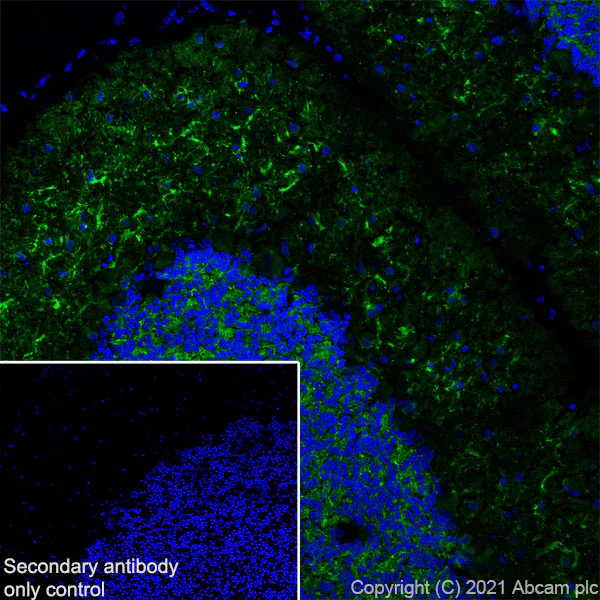 Immunohistochemistry (Frozen sections) - Anti-MAP2 antibody [RM1037] - Neuronal Marker (AB288714)