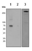 Anti-MAP2 (phospho S136) antibody [EPR2361]