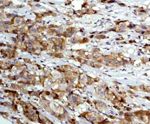 Immunohistochemistry (Formalin/PFA-fixed paraffin-embedded sections) - Anti-MAP2K1IP1 antibody [Y130] (AB32134), expandable thumbnail