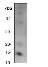 Western blot - Anti-MAP2K1IP1 antibody [Y130] (AB32134)